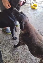 FRIEDA, Hund, Mischlingshund in Rumänien - Bild 3