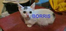 BORRIS, Katze, Europäisch Kurzhaar in Bulgarien - Bild 1