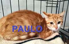 PAULO, Katze, Europäisch Kurzhaar in Bulgarien - Bild 1