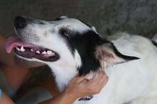 NAVAJO, Hund, Mischlingshund in Rumänien - Bild 1