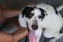 NAVAJO, Hund, Mischlingshund in Rumänien - Bild 2