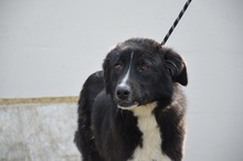 HOPE, Hund, Mischlingshund in Rumänien - Bild 5