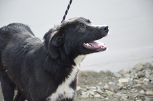 HOPE, Hund, Mischlingshund in Rumänien - Bild 6