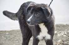 HOPE, Hund, Mischlingshund in Rumänien - Bild 7