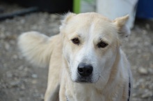 LILOU, Hund, Mischlingshund in Rumänien - Bild 1