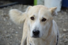 LILOU, Hund, Mischlingshund in Rumänien - Bild 2