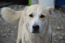 LILOU, Hund, Mischlingshund in Rumänien - Bild 3