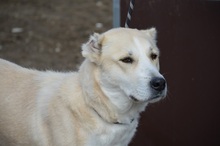 LILOU, Hund, Mischlingshund in Rumänien - Bild 4