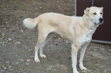 LILOU, Hund, Mischlingshund in Rumänien - Bild 5