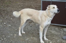 LILOU, Hund, Mischlingshund in Rumänien - Bild 6