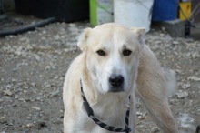 LILOU, Hund, Mischlingshund in Rumänien - Bild 7