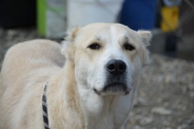LILOU, Hund, Mischlingshund in Rumänien - Bild 8