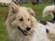 SAVANNAH, Hund, Mischlingshund in Antrifttal - Bild 1