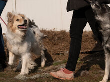 SAVANNAH, Hund, Mischlingshund in Antrifttal - Bild 4