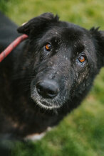 ROBIN, Hund, Mischlingshund in Bulgarien - Bild 1