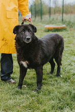 ROBIN, Hund, Mischlingshund in Bulgarien - Bild 2