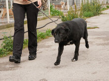 ROBIN, Hund, Mischlingshund in Bulgarien - Bild 4