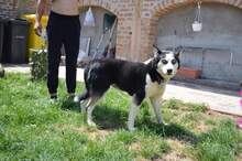 YUKI, Hund, Siberian Husky-Mix in Rumänien - Bild 6