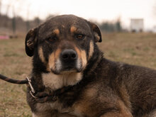 SILVA, Hund, Mischlingshund in Bulgarien - Bild 1