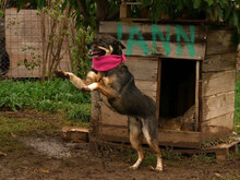 SILVA, Hund, Mischlingshund in Bulgarien - Bild 3