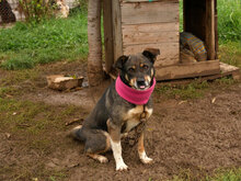 SILVA, Hund, Mischlingshund in Bulgarien - Bild 4