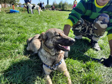 NELLY, Hund, Mischlingshund in Bulgarien - Bild 2