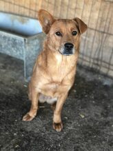 PEBBELS, Hund, Mischlingshund in Rumänien - Bild 2