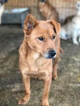 PEBBELS, Hund, Mischlingshund in Rumänien - Bild 3