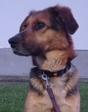 RONJA, Hund, Mischlingshund in Kroatien - Bild 1
