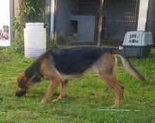 RONJA, Hund, Mischlingshund in Kroatien - Bild 14