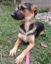 RONJA, Hund, Mischlingshund in Kroatien - Bild 17
