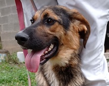 RONJA, Hund, Mischlingshund in Kroatien - Bild 18