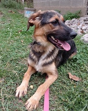 RONJA, Hund, Mischlingshund in Kroatien - Bild 19