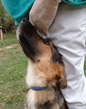 RONJA, Hund, Mischlingshund in Kroatien - Bild 20