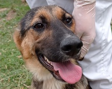 RONJA, Hund, Mischlingshund in Kroatien - Bild 21