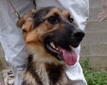 RONJA, Hund, Mischlingshund in Kroatien - Bild 22