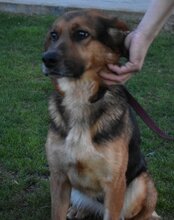 RONJA, Hund, Mischlingshund in Kroatien - Bild 3