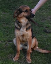 RONJA, Hund, Mischlingshund in Kroatien - Bild 5