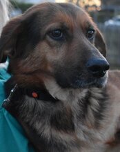 RONJA, Hund, Mischlingshund in Kroatien - Bild 6
