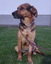 RONJA, Hund, Mischlingshund in Kroatien - Bild 9