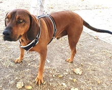 HECTOR, Hund, Mischlingshund in Rumänien - Bild 1