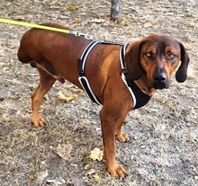 HECTOR, Hund, Mischlingshund in Rumänien - Bild 2