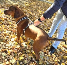 HECTOR, Hund, Mischlingshund in Rumänien - Bild 3