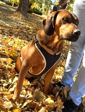 HECTOR, Hund, Mischlingshund in Rumänien - Bild 4