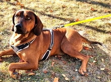 HECTOR, Hund, Mischlingshund in Rumänien - Bild 6