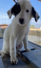 AKELA, Hund, Mischlingshund in Griechenland - Bild 11