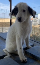 AKELA, Hund, Mischlingshund in Griechenland - Bild 12