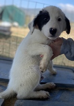 AKELA, Hund, Mischlingshund in Griechenland - Bild 7