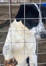 ANDREA, Hund, Mischlingshund in Griechenland - Bild 5