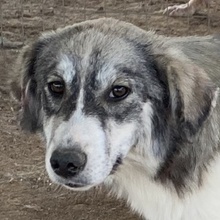 ELEONORA, Hund, Mischlingshund in Griechenland - Bild 1